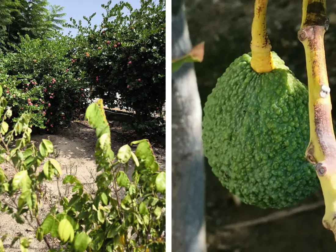 Maison de Vacances Almuñécar