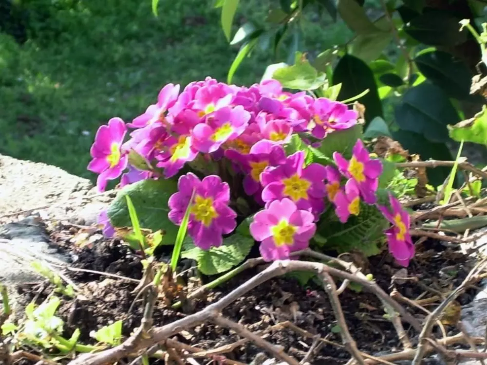 Résidence Wohnung mit schönem Garten