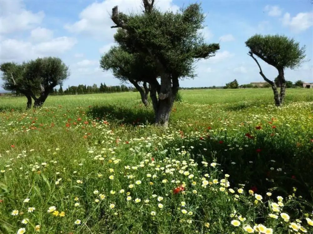 Maison de Vacances Campos