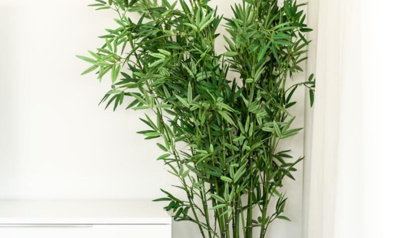 Appartements à Casares - - Casares - 21