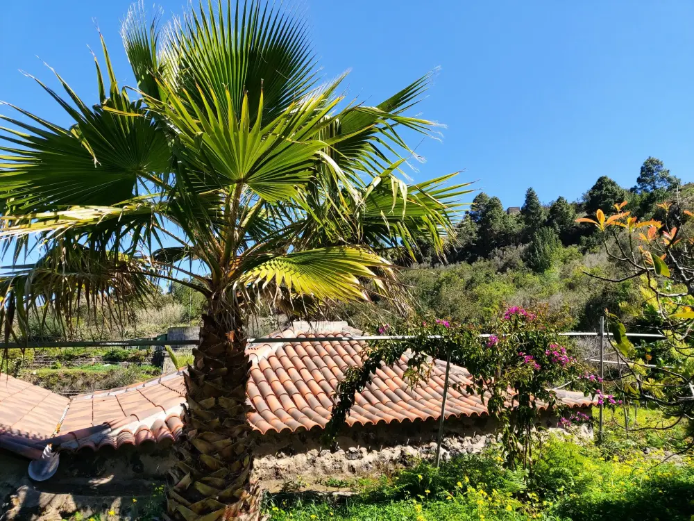 Maison de Vacances Icod de los Vinos