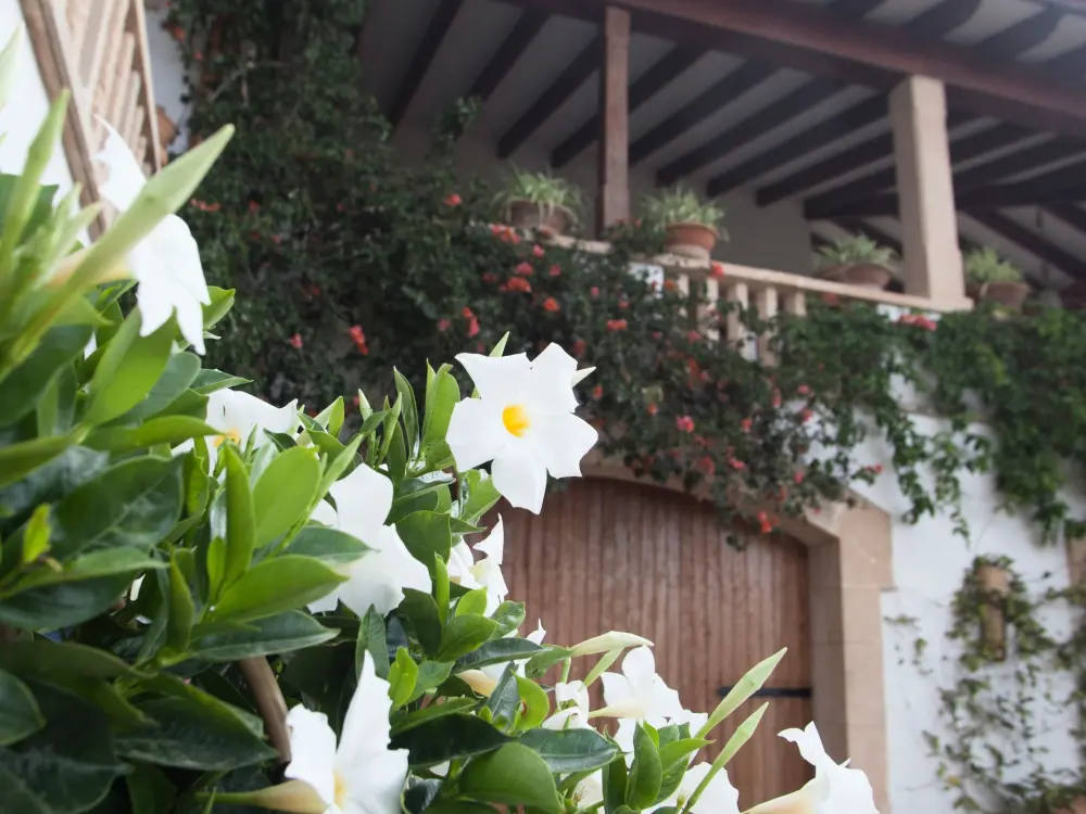 Maison de Vacances Llucmajor