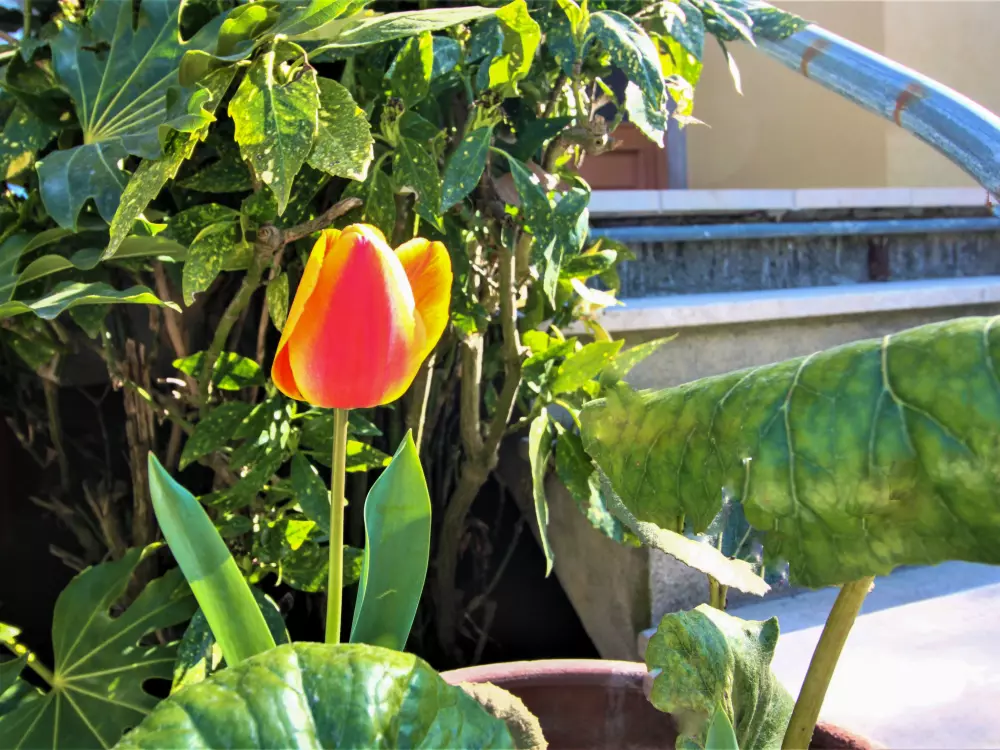 Maison de Vacances Marina Pietrasanta