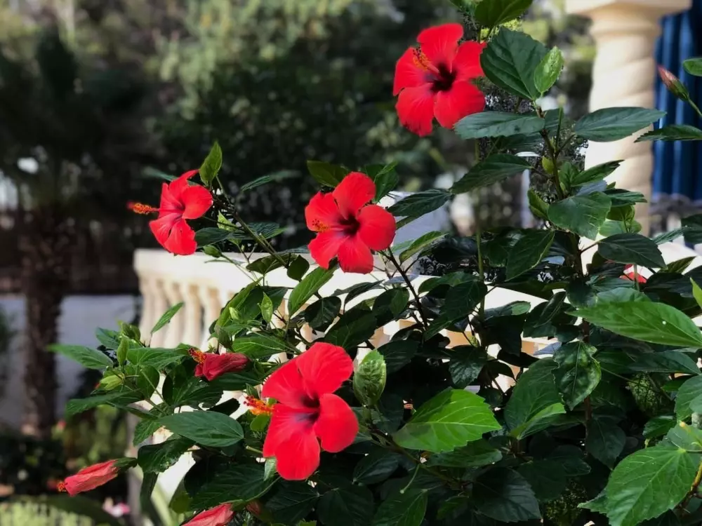 Maison de Vacances Miami Platja