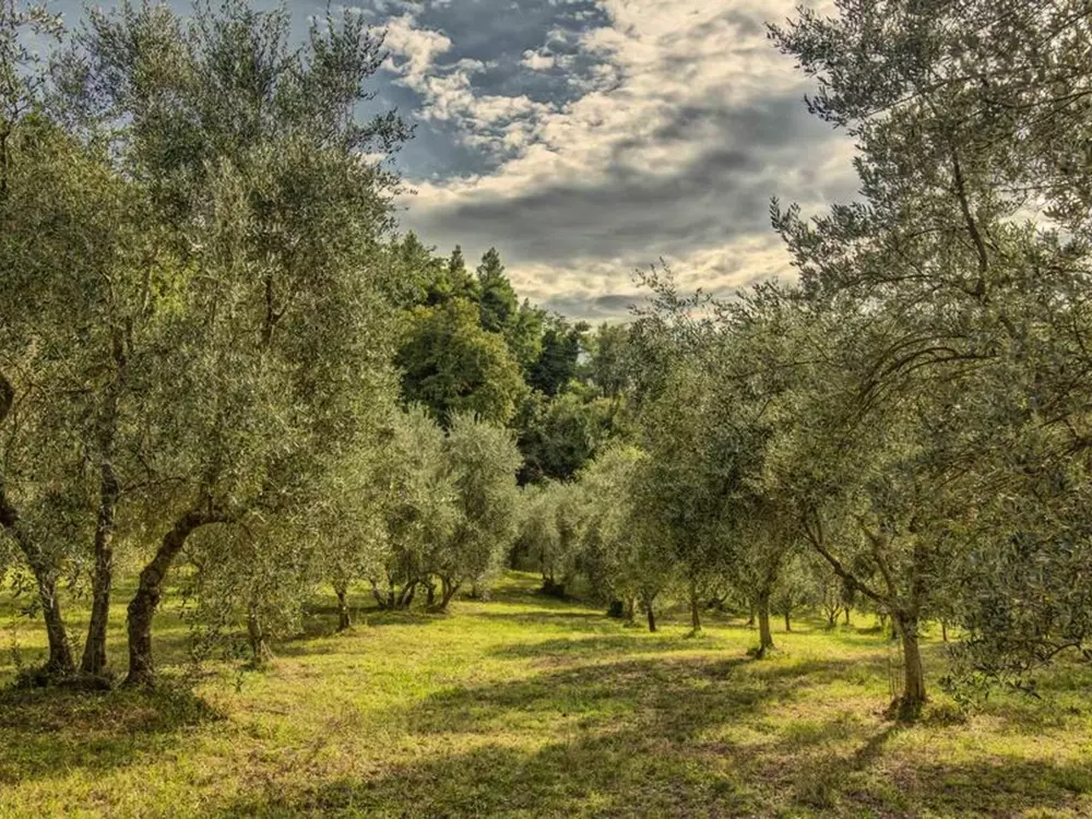 Résidence 'Donatello leccino'