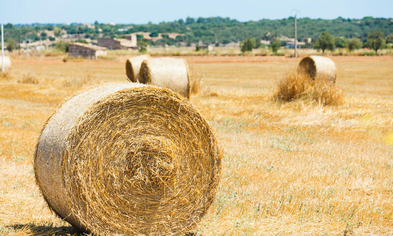 Maison à Muro - - Muro - 27