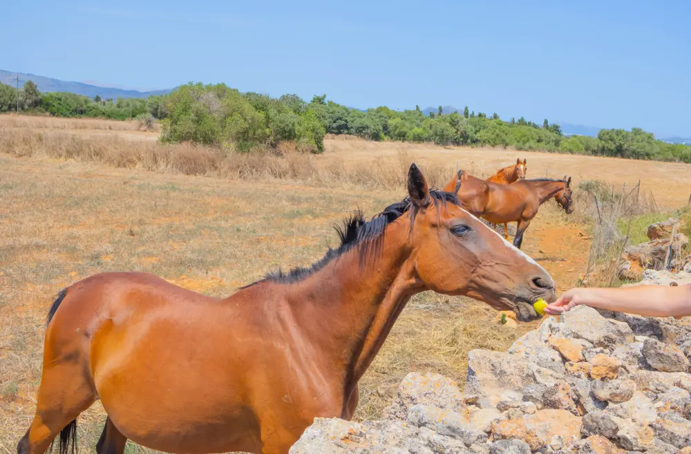 Maison à Muro