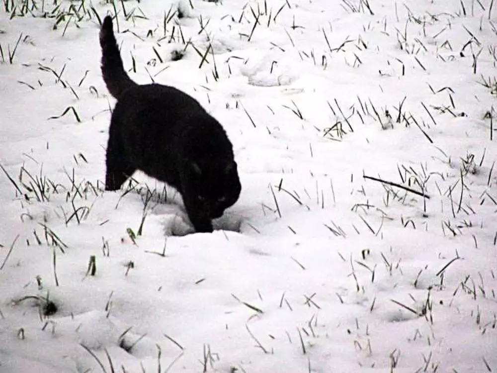 Résidence in Rosolina mit Grill und Garten