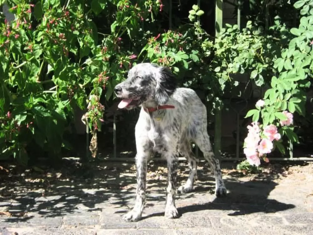 Résidence in Rosolina mit Grill und Garten