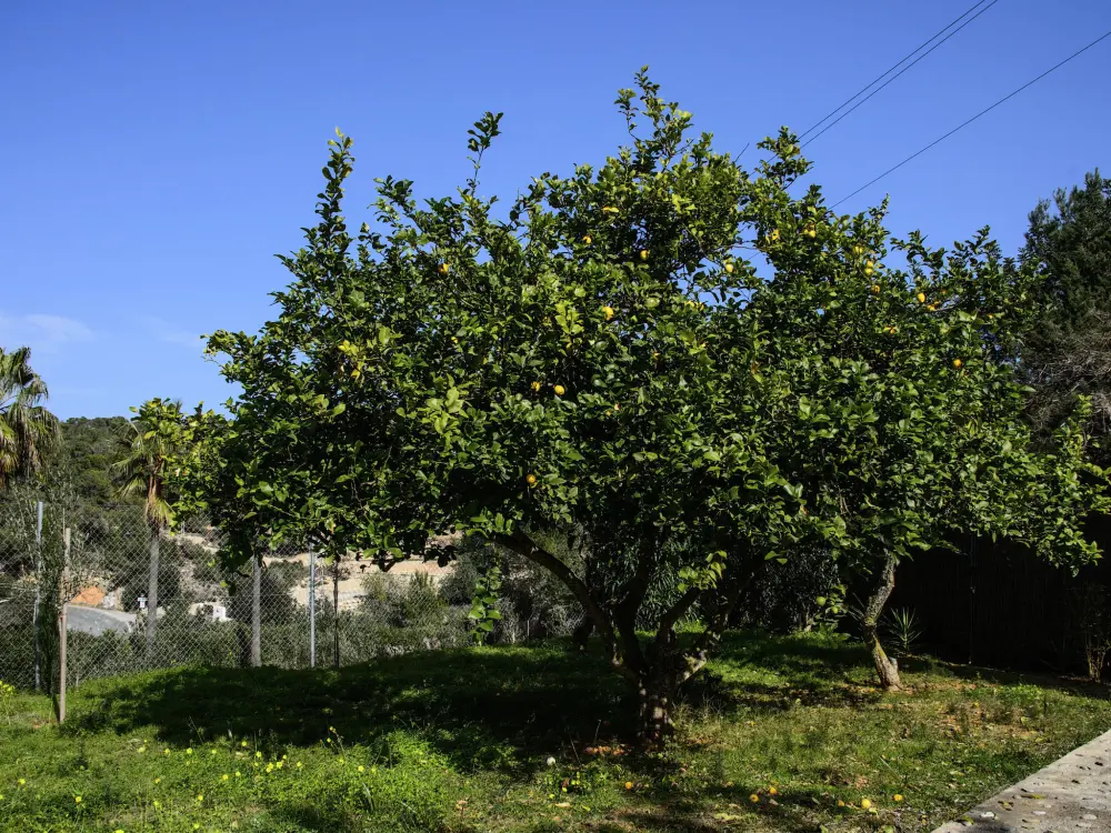 Maison de Vacances Sant Joan de Labritja