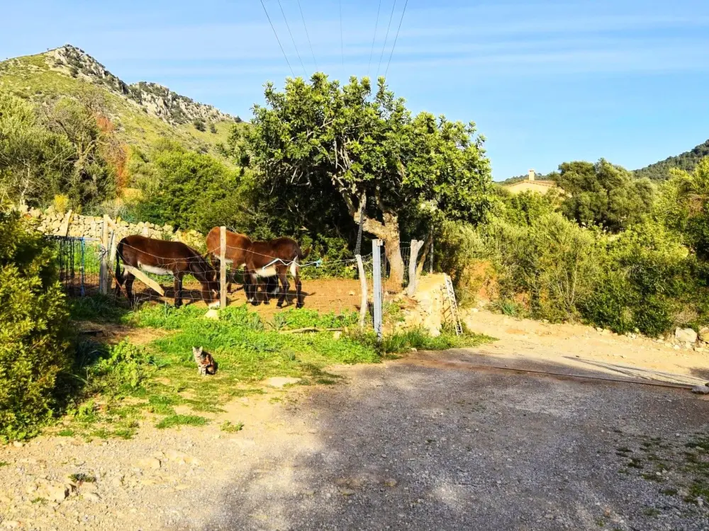 Maison de Vacances Sant Llorenç