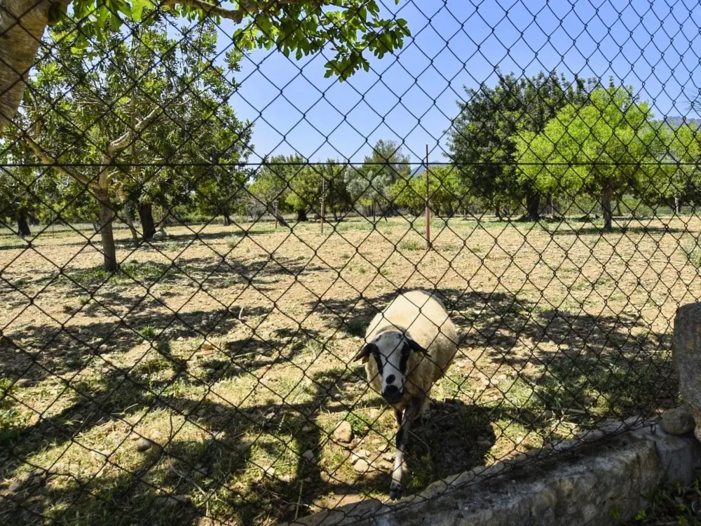 Maison de Vacances Selva