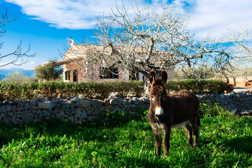 Maison à Sineu