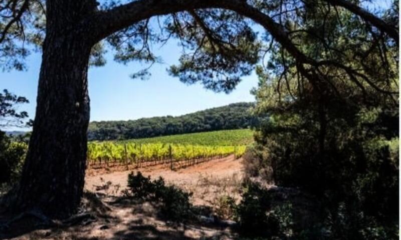 Résidence Plages De Cavaliere 1 - - Le Lavandou - 19