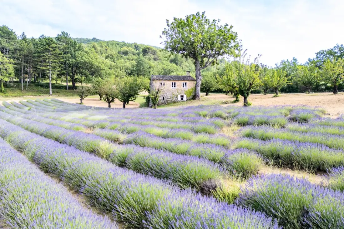 Bastide De L'esclat - Champs De Lavandes &amp; Piscine