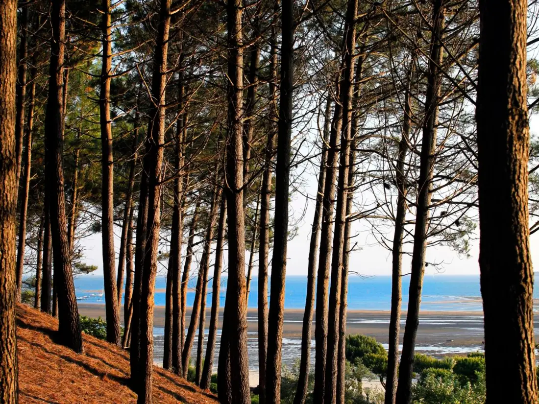 Location de Vacances Arcachon 873
