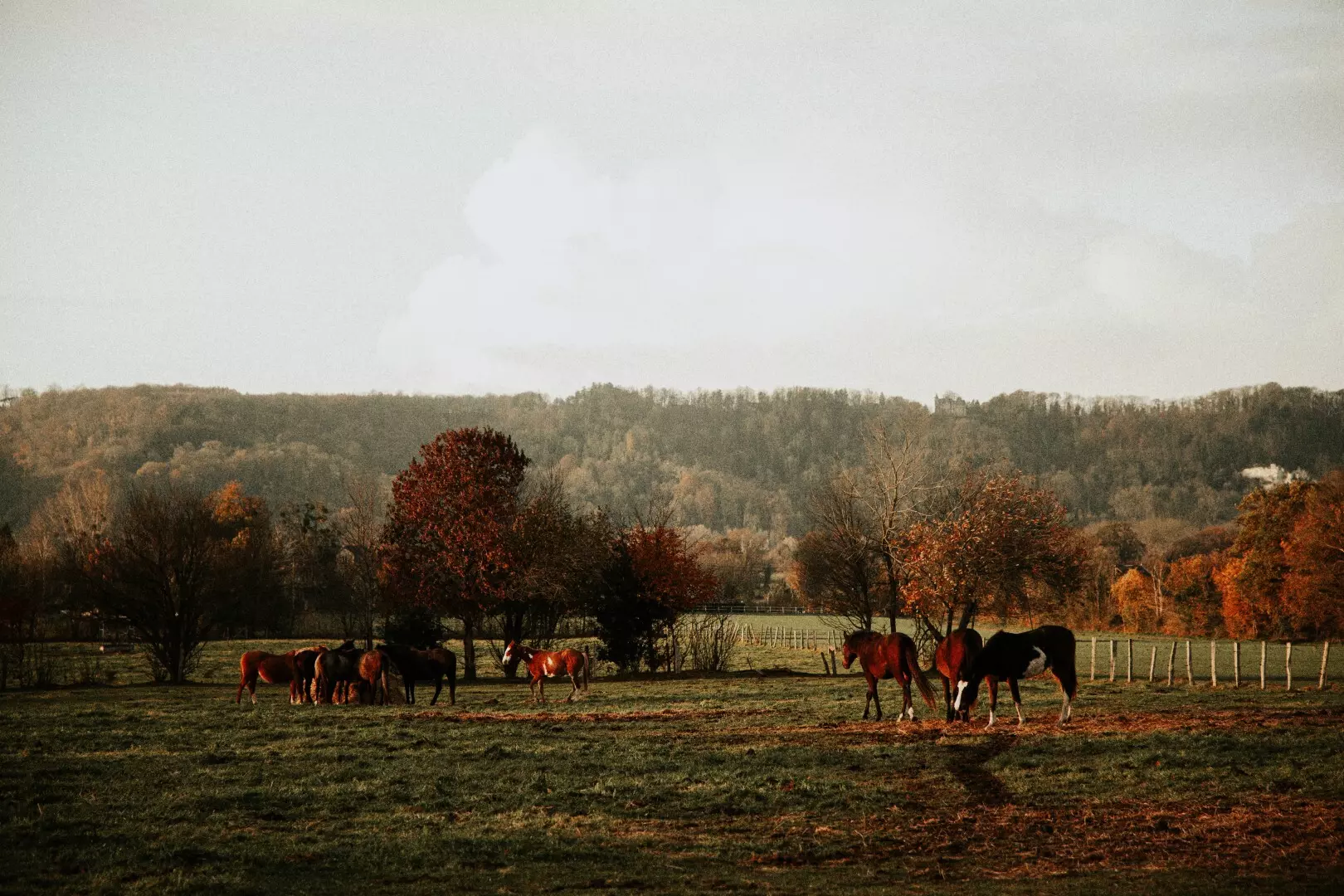 Tiny House : face au Parc Naturel des Boucles de la Seine - 5
