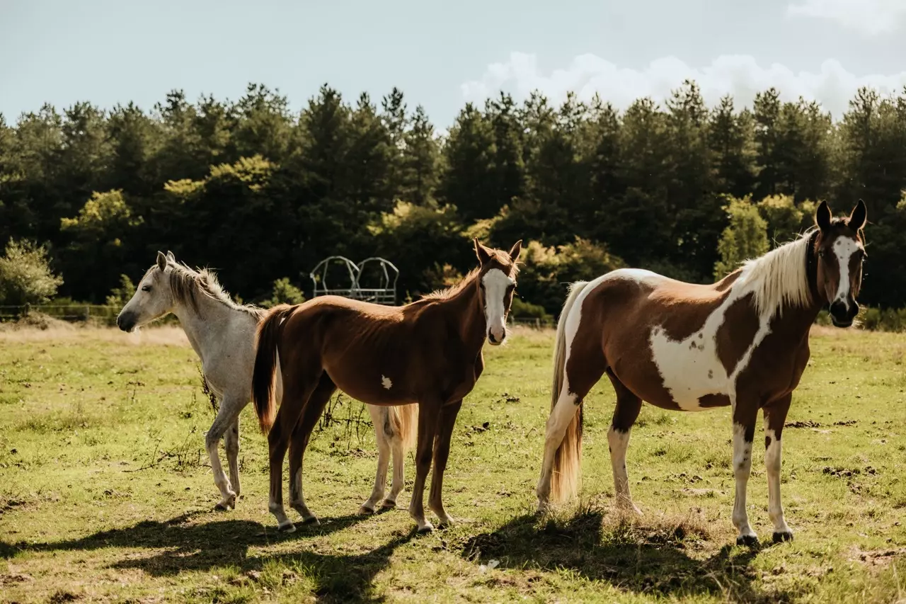 Tiny House : face au Parc Naturel des Boucles de la Seine - 2