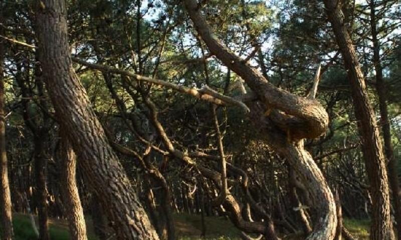 Camping LANDES BLEUES **** - Aureilhan - 37