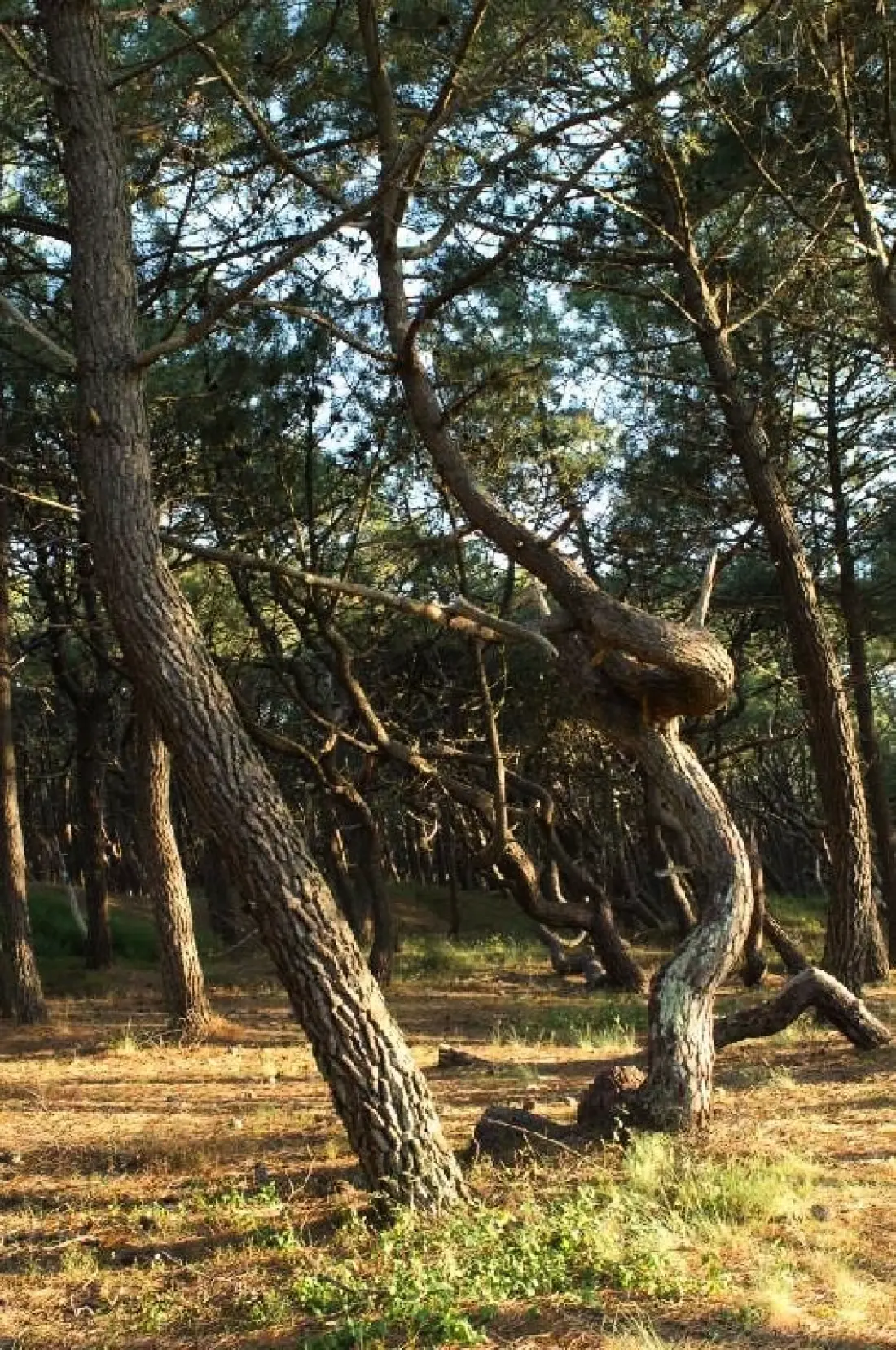 Camping LANDES BLEUES 4 étoiles★★★★