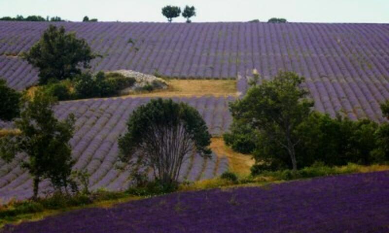 France - Sud Est et Provence - Banon - Camping Flower l'Epi Bleu 4*