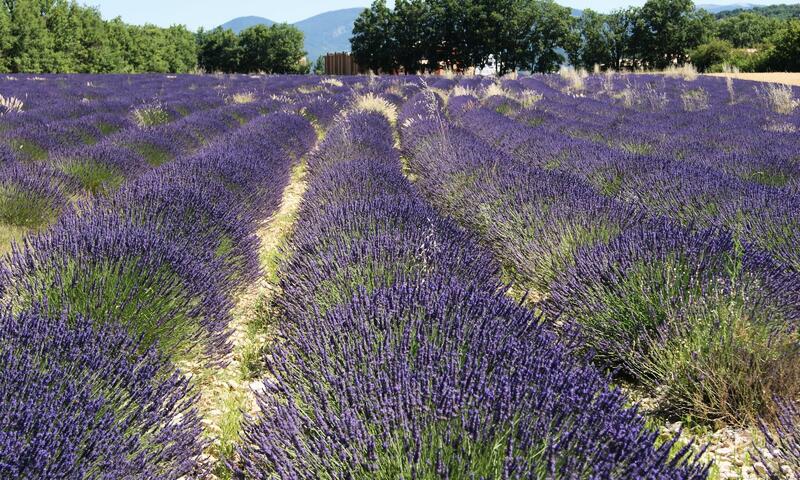 Flower Camping l'Epi Bleu **** - Banon - 36