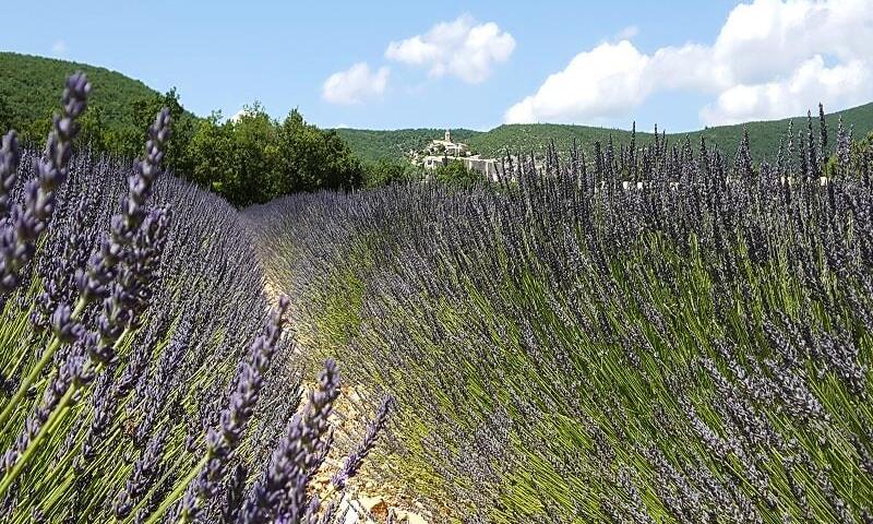 Flower Camping l'Epi Bleu **** - Banon - 37