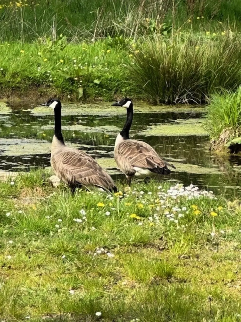 Camping de la Vallée