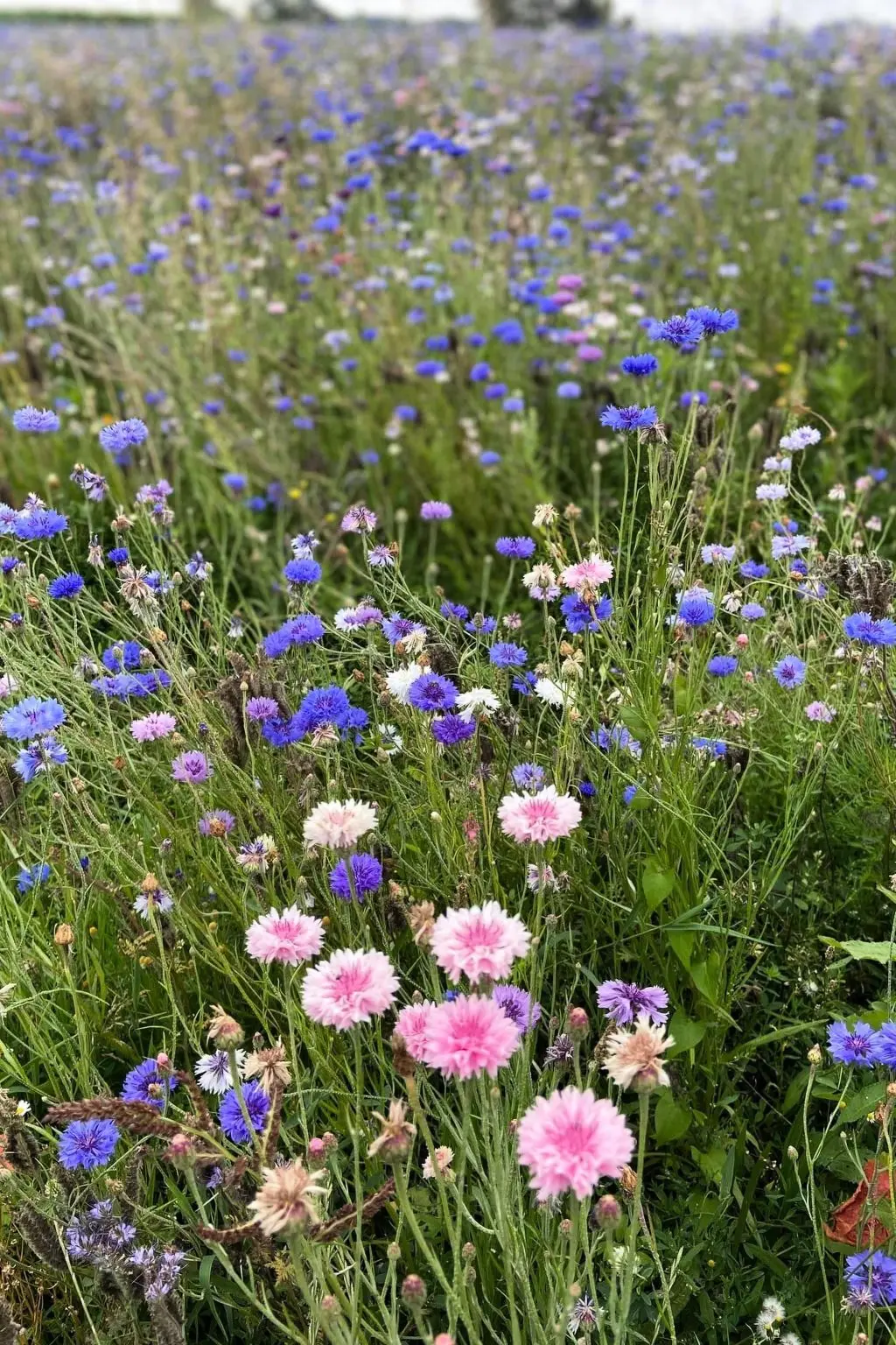 Maison de Vacances Bec de Mortagne