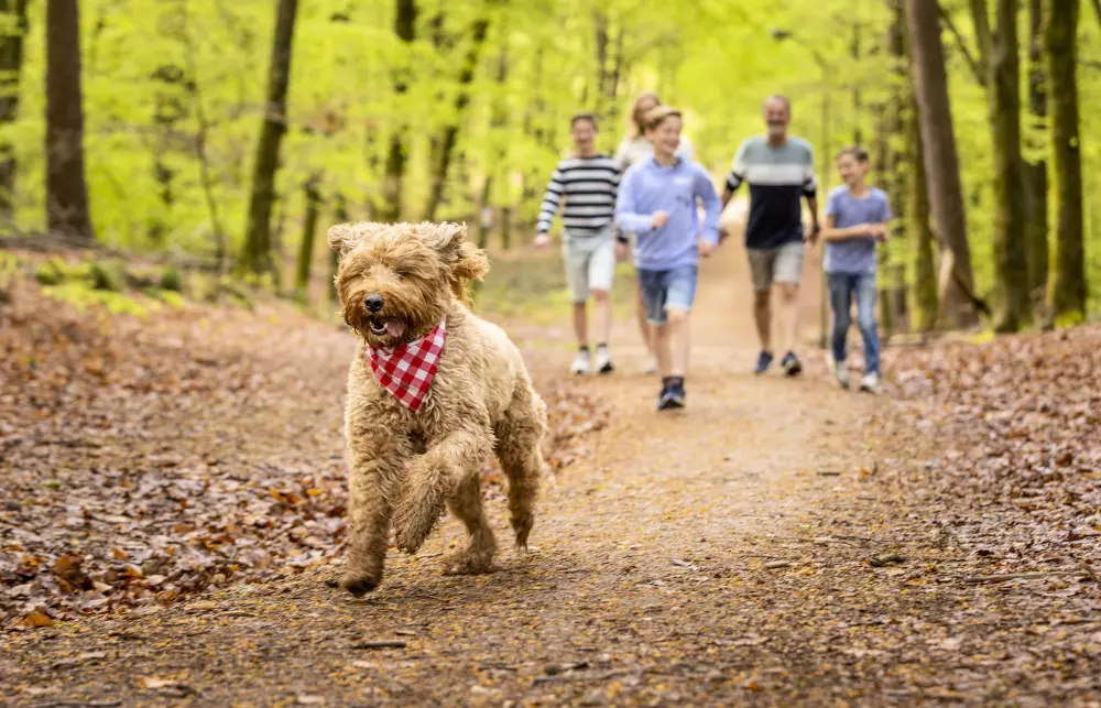 Ardennen Camping Bertrix 4 étoiles★★★★