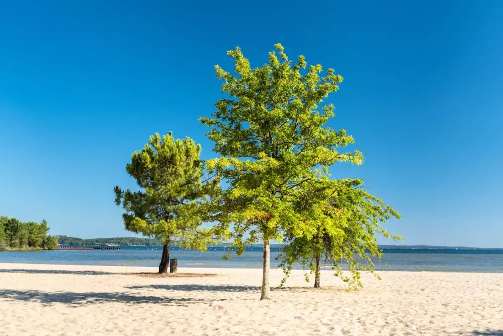 Camping Campéole Navarrosse Plage 4 étoiles★★★★