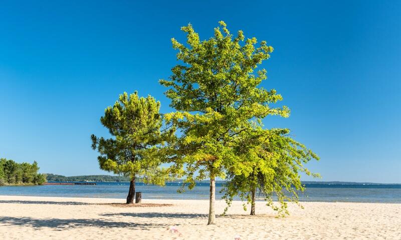 Camping Campéole Navarrosse Plage **** - - Biscarrosse - 3