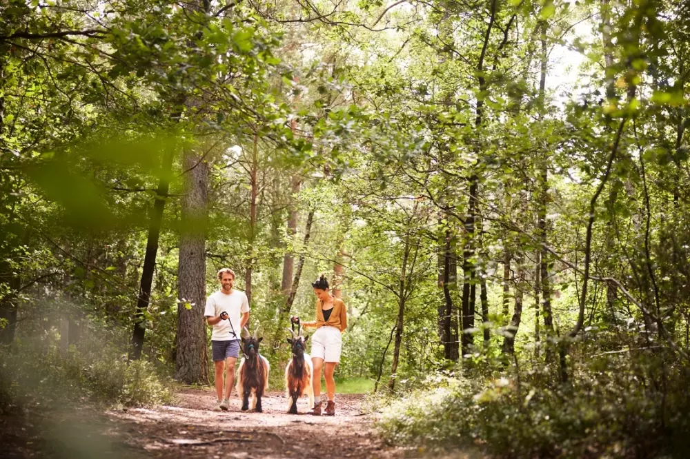 Domaine Bispinger Heide Center Parcs