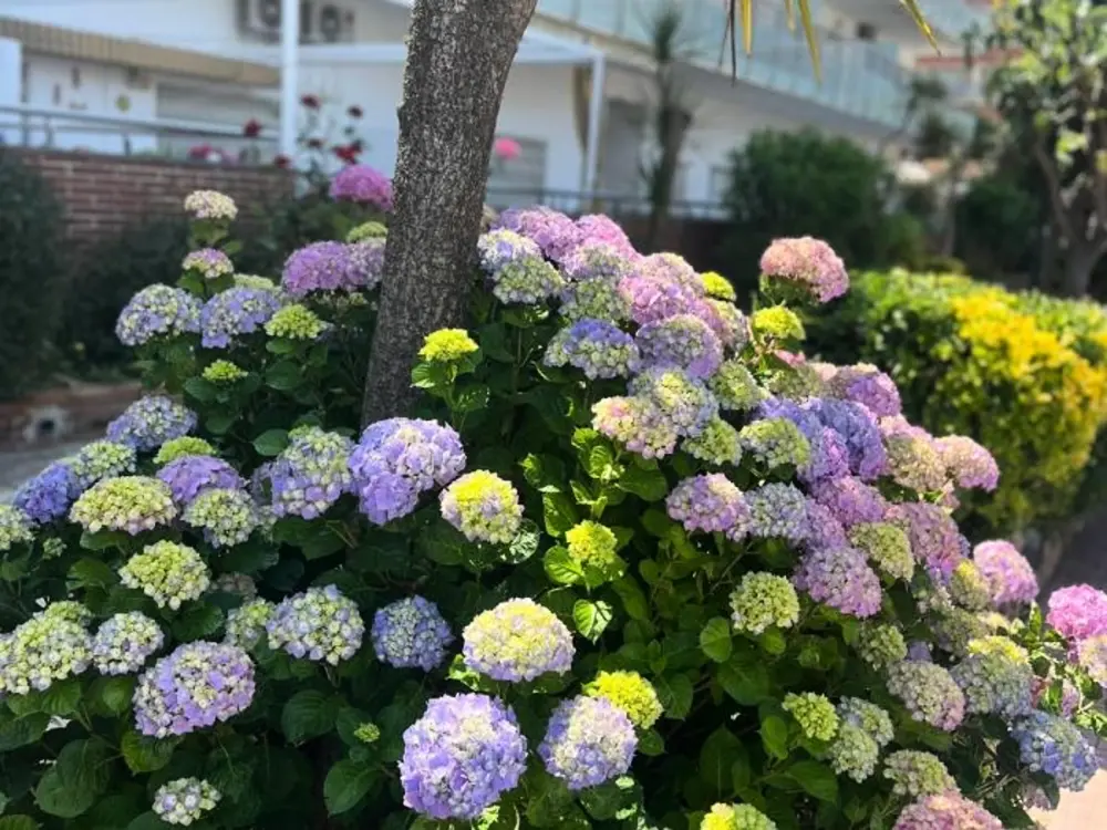 Location de Vacances Blanes 23