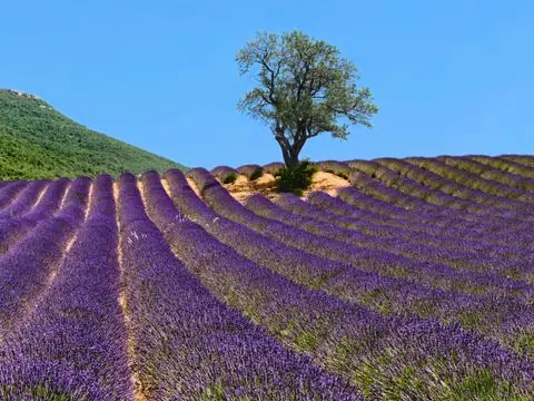 Yelloh! Village Les Bois Du Chatelas 4 étoiles★★★★