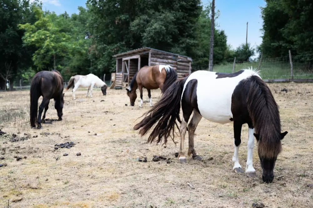 Camping Les Lacs d'Armagnac 4 étoiles★★★★