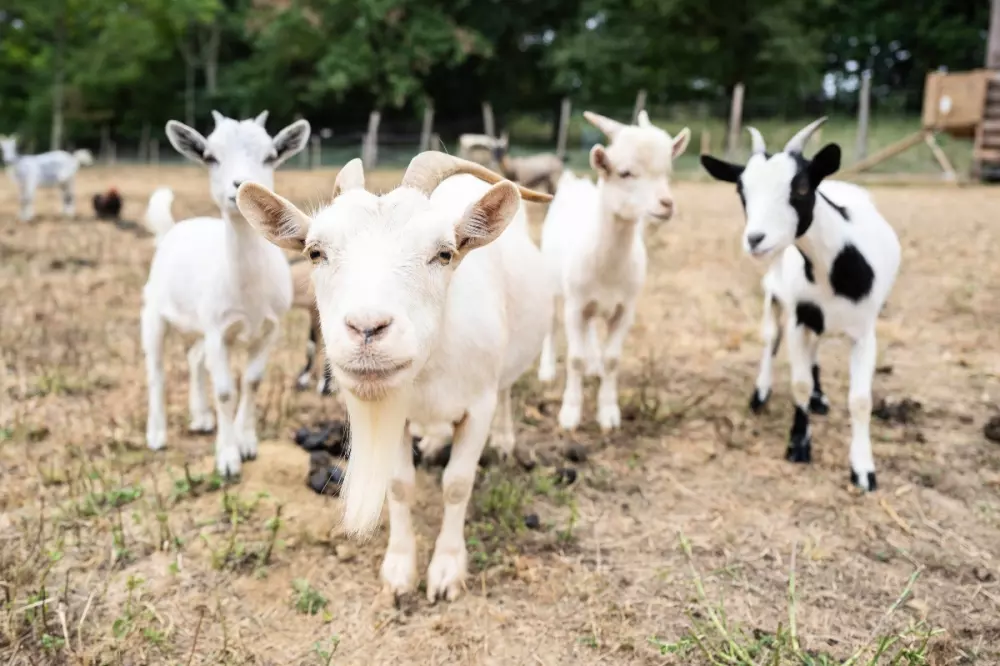 Camping Les Lacs d'Armagnac 4 étoiles★★★★