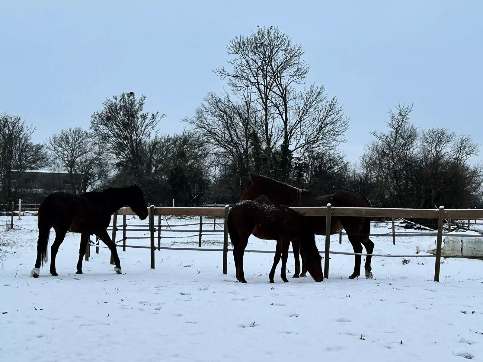 Tiny House : dans la campagne verdoyante du Perche normand - 5
