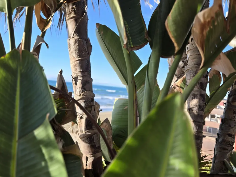 Location de Vacances Calahonda 24