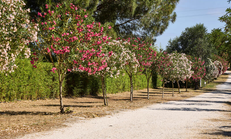 Camping Village Club Costa d'Argento *** - - Capalbio - 2