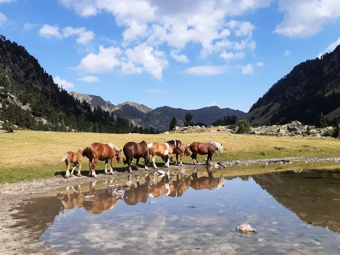 Location de Vacances Cauterets 819