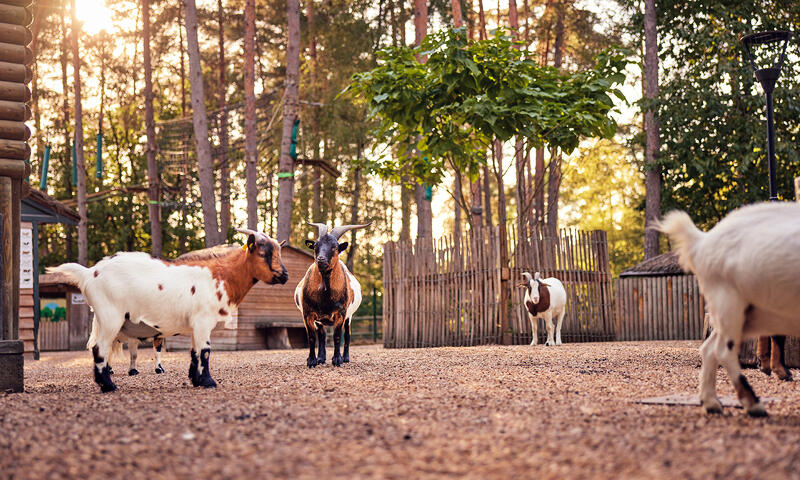 Center Parcs - Domaine des Hauts de Bruyères - Chaumont-sur-Tharonne - 7