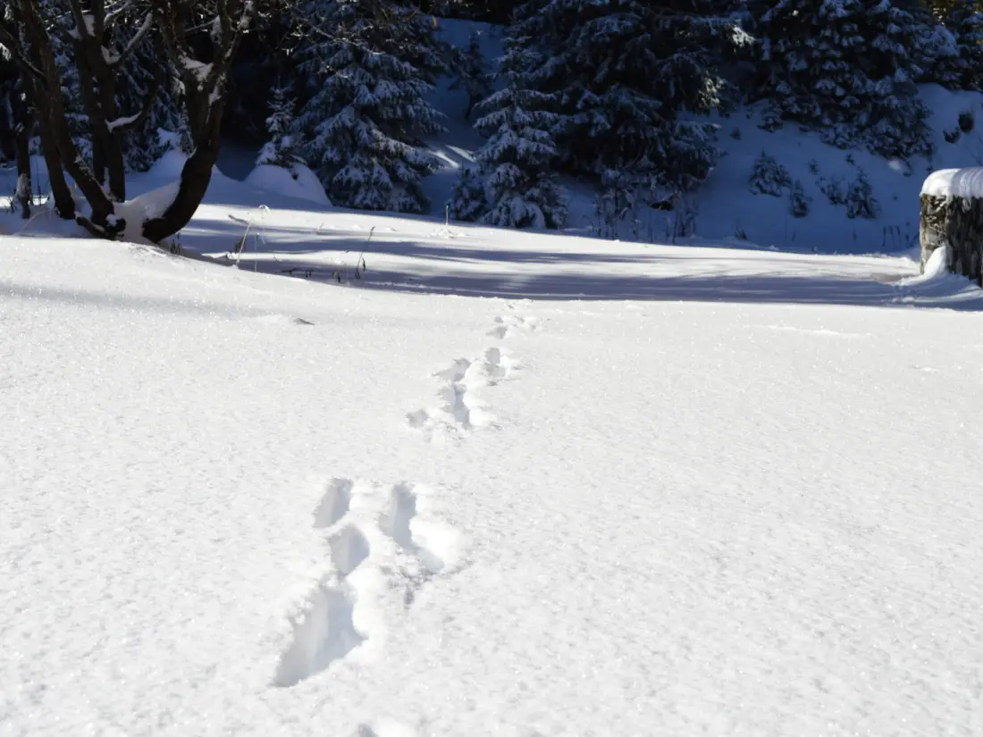 Location de Vacances Courchevel 148