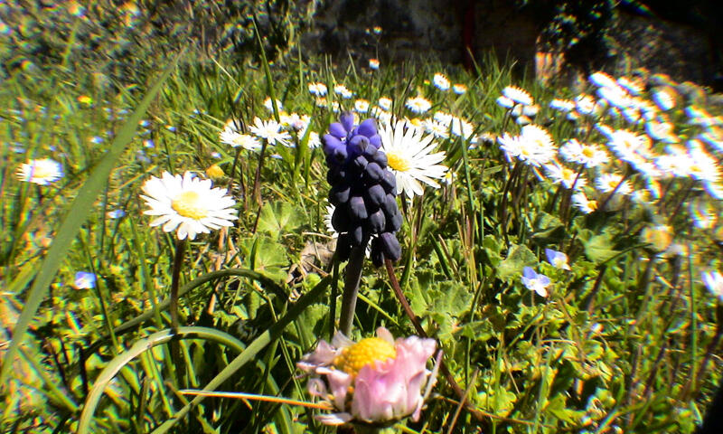 Le Jas, Mas De Charme, Piscine Partagée , Nature, Calme, 6 Ha En Provence - - Flayosc - 13