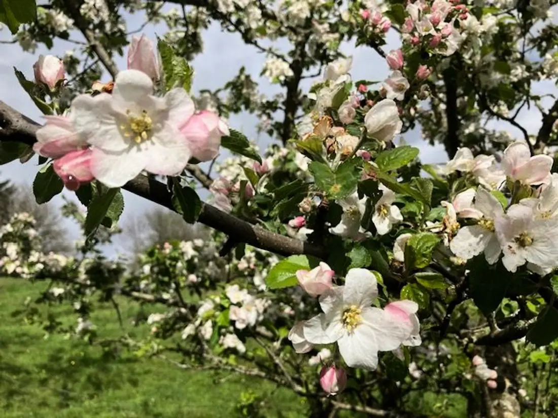 Location de Vacances Fresse-sur-Moselle 9