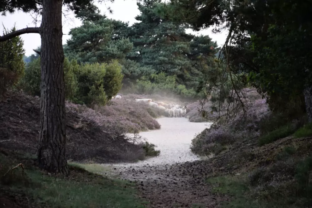 Camping het Horstmannsbos