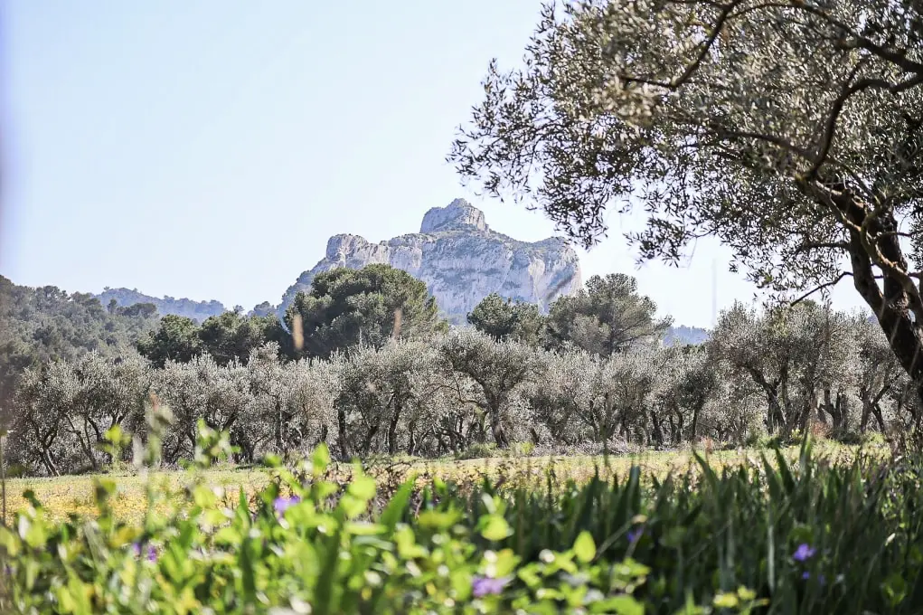 Flower Camping Les Micocouliers 3 étoiles★★★