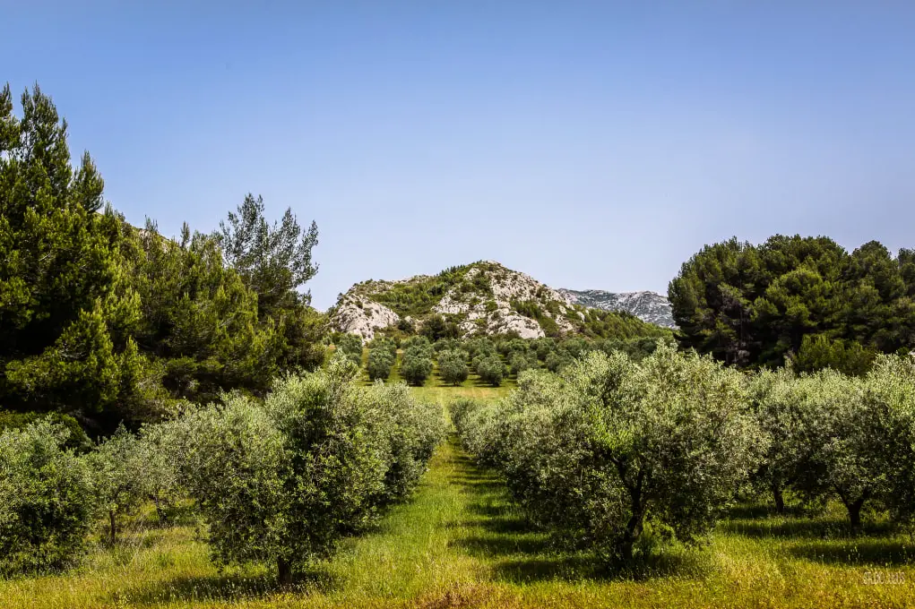 Flower Camping Les Micocouliers 3 étoiles★★★