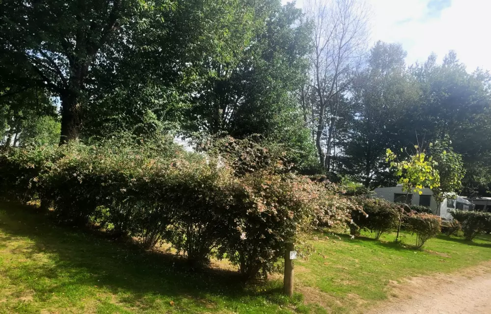 Camping des Cerisiers 3 étoiles★★★