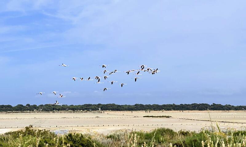 Résidence La Baie-hyeres - - Hyères Les Palmiers - Presqu'île de Giens - 22